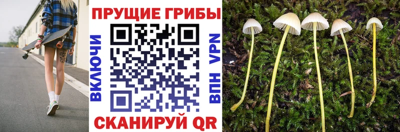 Купить  Татарск  Псилоцибиновые грибы Psilocybe 